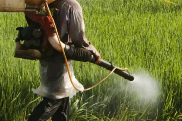 敌百虫的作用,主要用于防治咀嚼式口器害虫