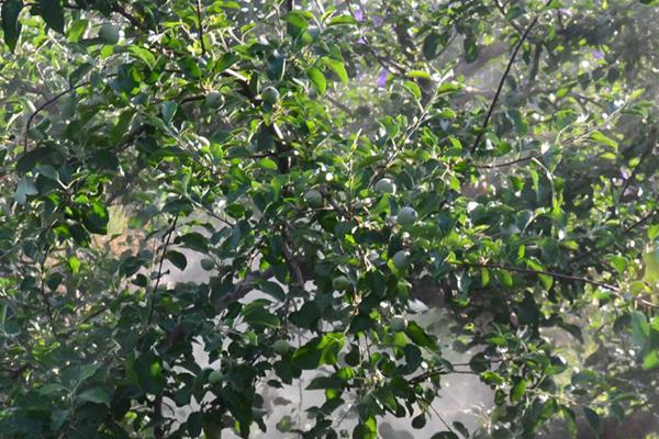 敌百虫的作用,主要用于防治咀嚼式口器害虫