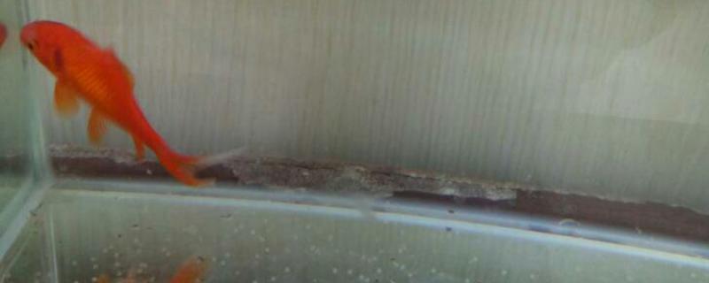 几年的金鱼可以产卵