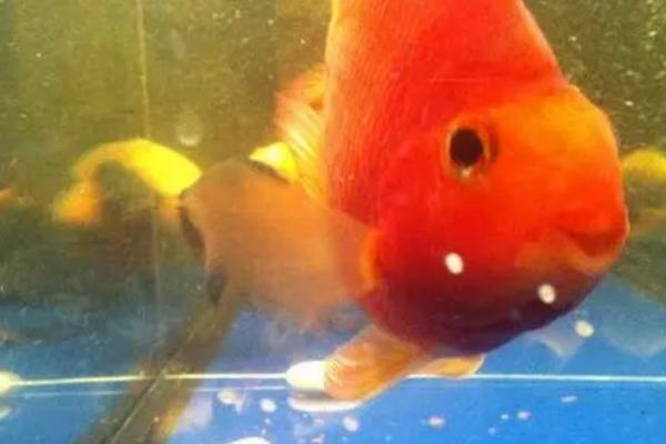 几年的金鱼可以产卵,喂养一年左右就可以产卵了