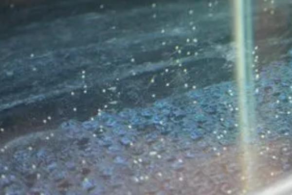 几年的金鱼可以产卵,喂养一年左右就可以产卵了