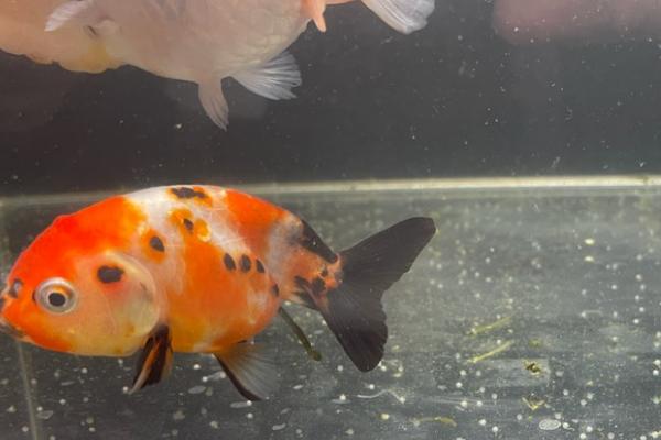 几年的金鱼可以产卵,喂养一年左右就可以产卵了