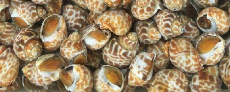 花螺的养殖要点