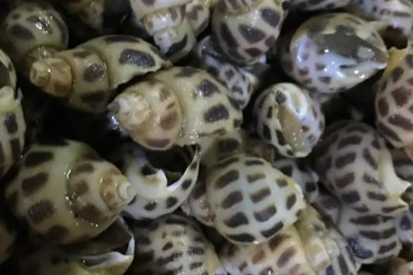 花螺的养殖要点,将水温保持在23-30℃之间