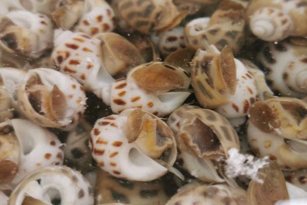 花螺的养殖要点,将水温保持在23-30℃之间