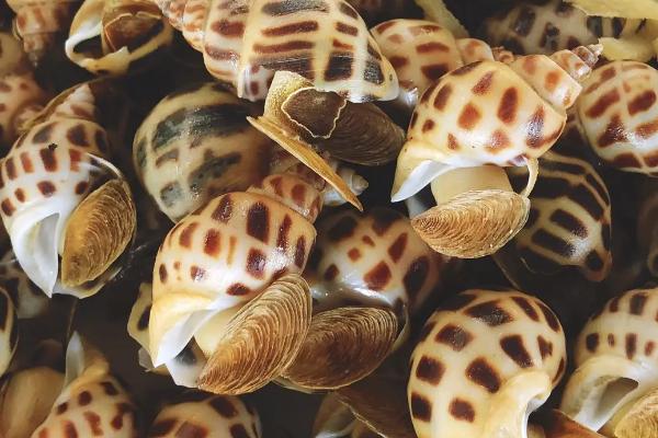 花螺的养殖要点,将水温保持在23-30℃之间