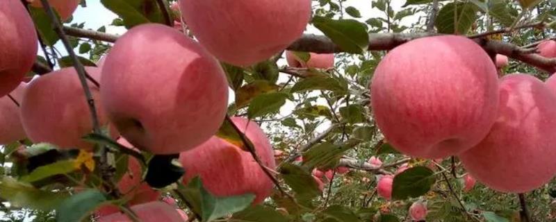 洛川苹果的成熟时间