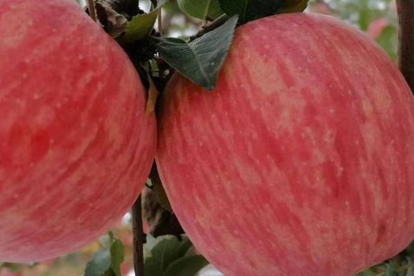 洛川苹果的成熟时间，一般为9-10月份