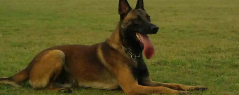 马犬吃什么能长得强壮