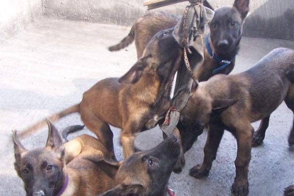 马犬吃什么能长得强壮,可以喂食钙质含量高的食物
