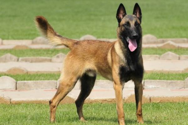 马犬吃什么能长得强壮,可以喂食钙质含量高的食物