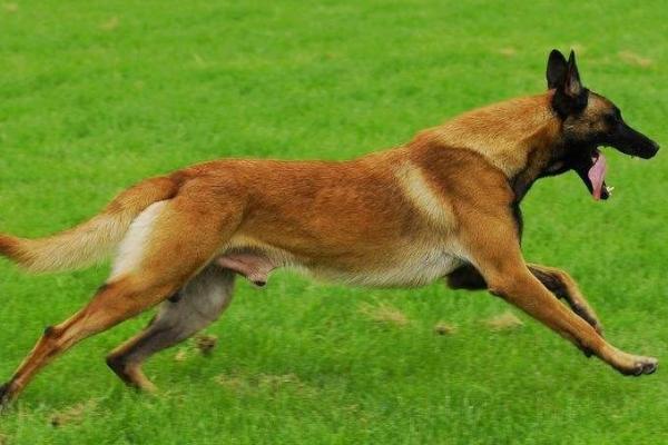 马犬吃什么能长得强壮,可以喂食钙质含量高的食物