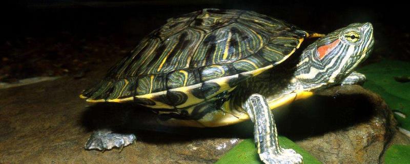 巴西龟是深水龟还是浅水龟