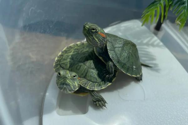 巴西龟是深水龟还是浅水龟,属于浅水龟