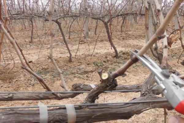 夏季葡萄如何修剪,掌握这八要素