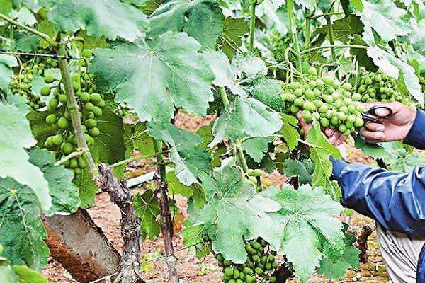 夏季葡萄如何修剪,掌握这八要素