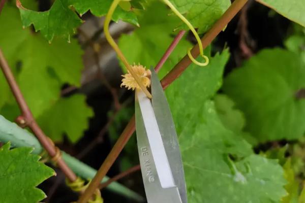 夏季葡萄如何修剪,掌握这八要素