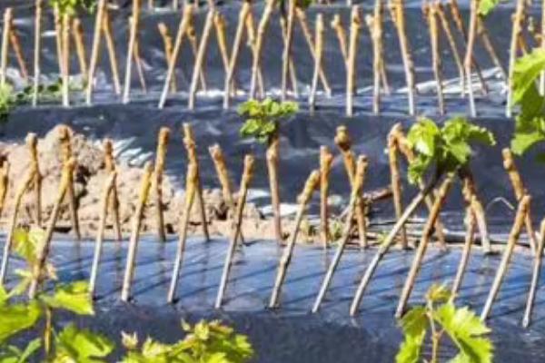 夏季葡萄如何修剪,掌握这八要素