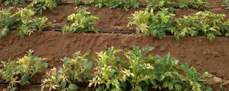 农药为何会对作物产生药害