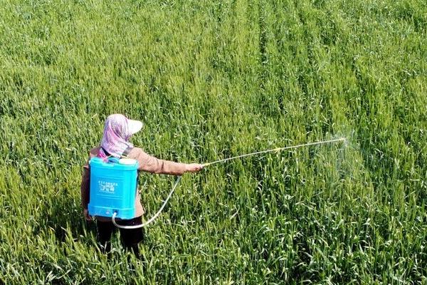 农药为何会对作物产生药害,误用农药、植物处于敏感期、药剂类型选择不当均会引发药害