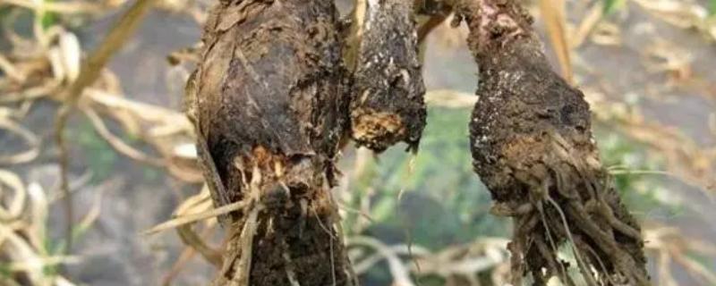 如何防治大蒜黑头病