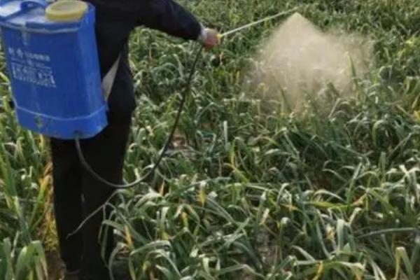 如何防治大蒜黑头病,需加强后期管理和贮运期管理