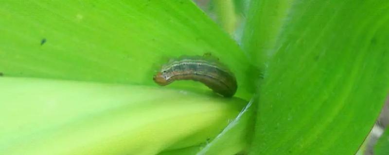 玉米粘虫是什么原因引起的