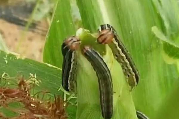 玉米粘虫是什么原因引起的,密植或过度使用农药均会导致