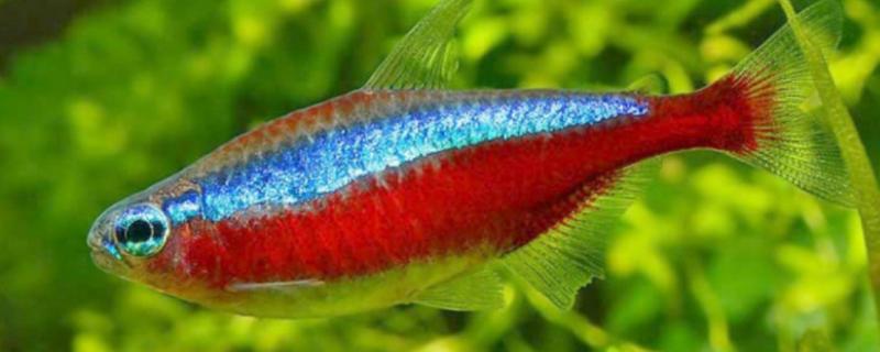 红绿灯鱼怀孕怎么看