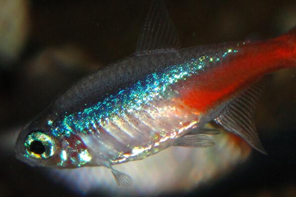 红绿灯鱼怀孕怎么看,体型会随着鱼卵的长大而变大