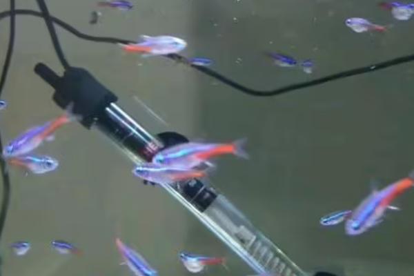 红绿灯鱼怀孕怎么看,体型会随着鱼卵的长大而变大