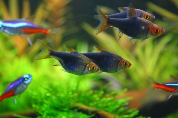 红绿灯鱼怀孕怎么看,体型会随着鱼卵的长大而变大