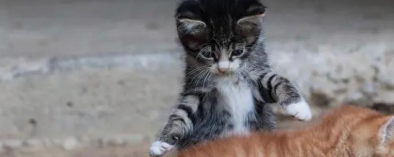 小猫出生1个半月如何除跳蚤