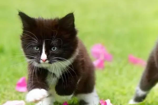 小猫出生1个半月如何除跳蚤，一般可喷施体外驱虫喷剂