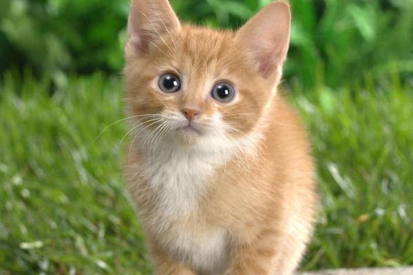 小猫出生1个半月如何除跳蚤，一般可喷施体外驱虫喷剂