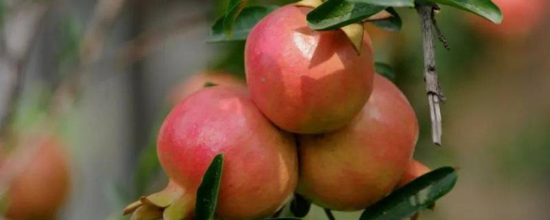 石榴落花落果的原因