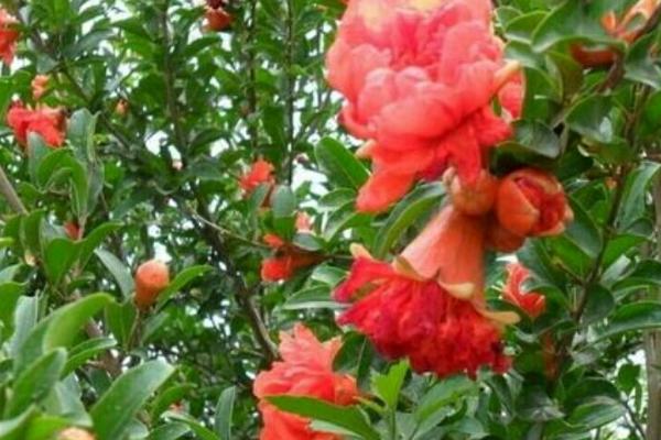 石榴落花落果的原因,授粉受精不良或缺乏营养都会导致