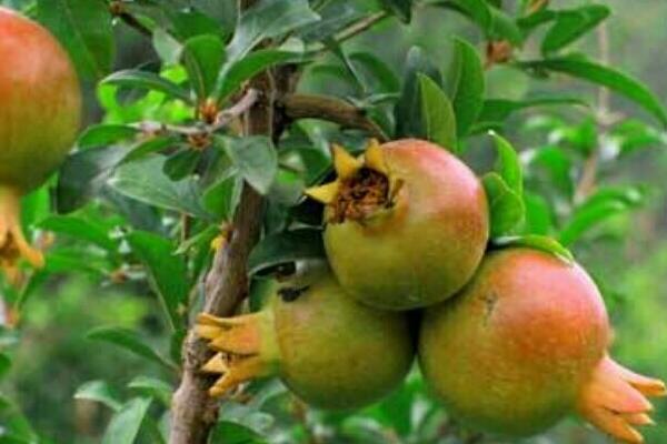 石榴落花落果的原因,授粉受精不良或缺乏营养都会导致