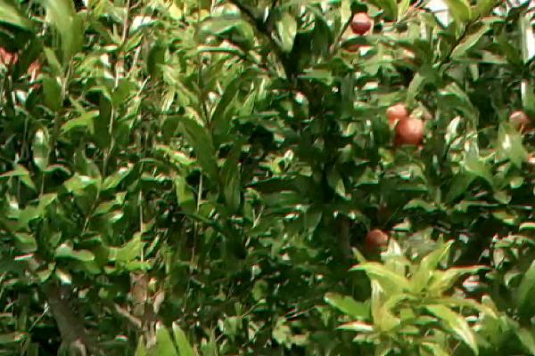 石榴落花落果的原因,授粉受精不良或缺乏营养都会导致