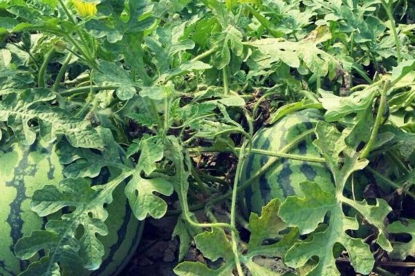 西瓜多久浇一次肥,伸蔓期一般7-10天施一次肥