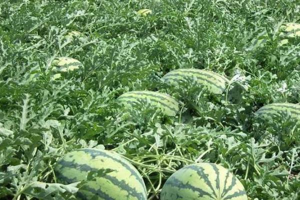 西瓜多久浇一次肥,伸蔓期一般7-10天施一次肥