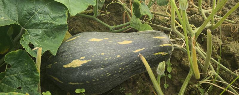 种植南瓜是否要搭架