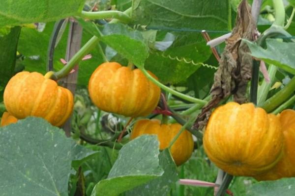 种植南瓜是否要搭架,主要取决于南瓜的品种