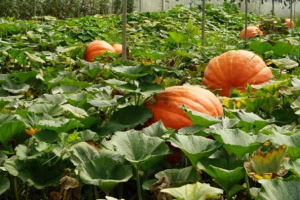 种植南瓜是否要搭架,主要取决于南瓜的品种