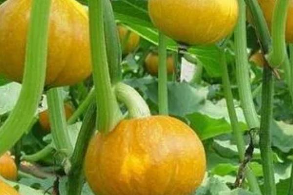 种植南瓜是否要搭架,主要取决于南瓜的品种