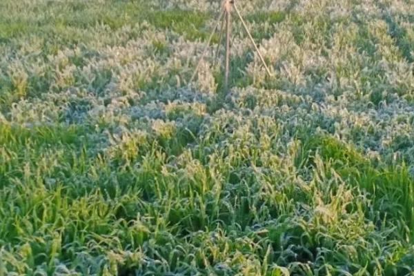 何时对小麦浇冻水，小雪前后即可浇灌