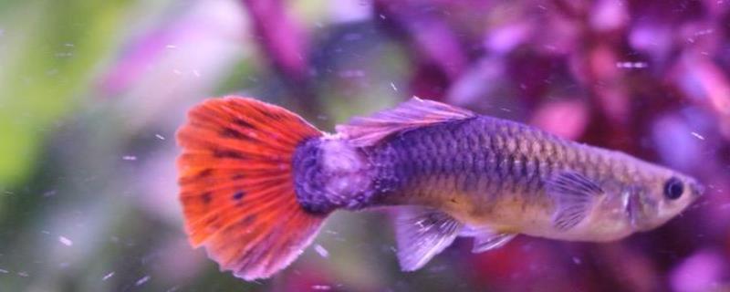 孔雀鱼长白毛会传染吗