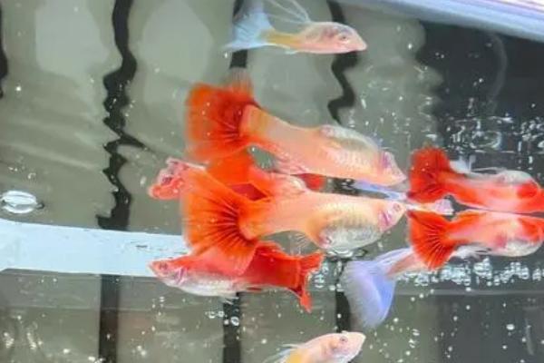 孔雀鱼长白毛会传染吗,是否传染要看长白毛的原因