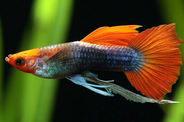 孔雀鱼长白毛会传染吗,是否传染要看长白毛的原因