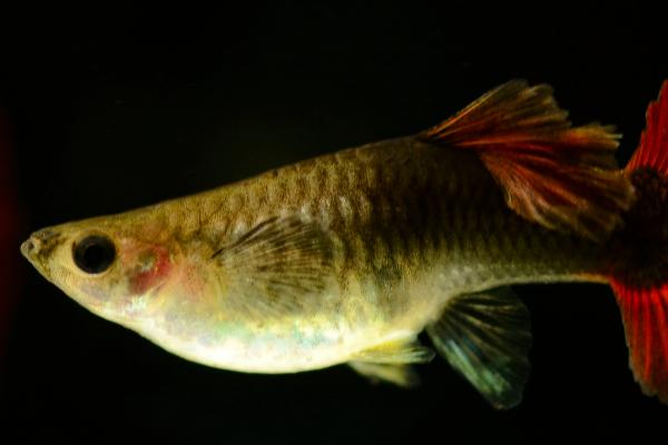 孔雀鱼长白毛会传染吗,是否传染要看长白毛的原因